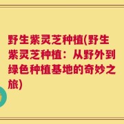 野生紫灵芝种植(野生紫灵芝种植：从野外到绿色种植基地的奇妙之旅)