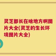 灵芝都长在啥地方啊图片大全(灵芝的生长环境图片大全)