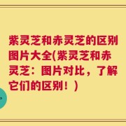 紫灵芝和赤灵芝的区别图片大全(紫灵芝和赤灵芝：图片对比，了解它们的区别！)