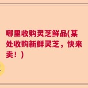 哪里收购灵芝鲜品(某处收购新鲜灵芝，快来卖！)