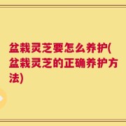 盆栽灵芝要怎么养护(盆栽灵芝的正确养护方法)