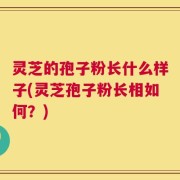 灵芝的孢子粉长什么样子(灵芝孢子粉长相如何？)