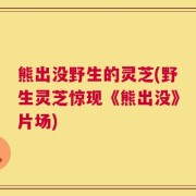 熊出没野生的灵芝(野生灵芝惊现《熊出没》片场)