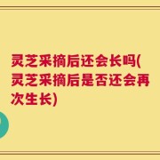 灵芝采摘后还会长吗(灵芝采摘后是否还会再次生长)