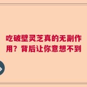 吃破壁灵芝真的无副作用？背后让你意想不到