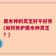 原木种的灵芝好不好养(如何养护原木种灵芝？)