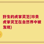 野生的虎掌灵芝(珍贵虎掌灵芝在自然界中被发现)