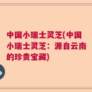 中国小瑞士灵芝(中国小瑞士灵芝：源自云南的珍贵宝藏)