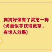 狗狗好像有了灵芝一样(犬类似乎获得灵草，有惊人效果)