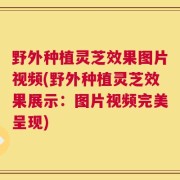 野外种植灵芝效果图片视频(野外种植灵芝效果展示：图片视频完美呈现)