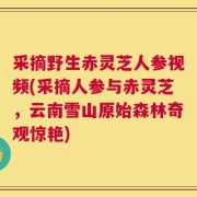 采摘野生赤灵芝人参视频(采摘人参与赤灵芝，云南雪山原始森林奇观惊艳)