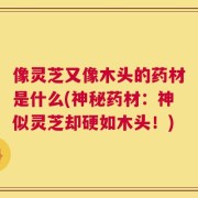 像灵芝又像木头的药材是什么(神秘药材：神似灵芝却硬如木头！)