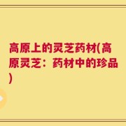 高原上的灵芝药材(高原灵芝：药材中的珍品)