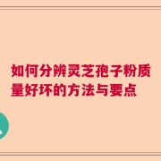 如何分辨灵芝孢子粉质量好坏的方法与要点