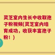 灵芝室内生长中收取孢子粉视频(灵芝室内培育成功，收获丰富孢子粉！)