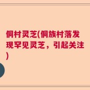 侗村灵芝(侗族村落发现罕见灵芝，引起关注)