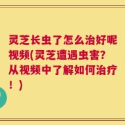 灵芝长虫了怎么治好呢视频(灵芝遭遇虫害？从视频中了解如何治疗！)