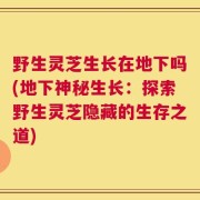 野生灵芝生长在地下吗(地下神秘生长：探索野生灵芝隐藏的生存之道)