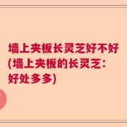 墙上夹板长灵芝好不好(墙上夹板的长灵芝：好处多多)