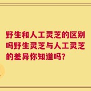 野生和人工灵芝的区别吗野生灵芝与人工灵芝的差异你知道吗？
