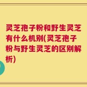 灵芝孢子粉和野生灵芝有什么机别(灵芝孢子粉与野生灵芝的区别解析)