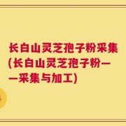长白山灵芝孢子粉采集(长白山灵芝孢子粉——采集与加工)