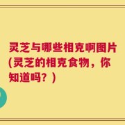 灵芝与哪些相克啊图片(灵芝的相克食物，你知道吗？)