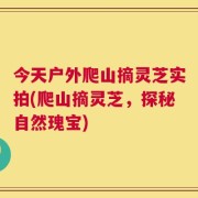 今天户外爬山摘灵芝实拍(爬山摘灵芝，探秘自然瑰宝)