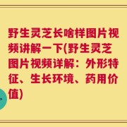 野生灵芝长啥样图片视频讲解一下(野生灵芝图片视频详解：外形特征、生长环境、药用价值)