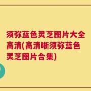须弥蓝色灵芝图片大全高清(高清晰须弥蓝色灵芝图片合集)