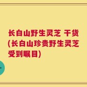 长白山野生灵芝 干货(长白山珍贵野生灵芝受到瞩目)