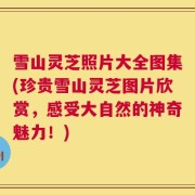 雪山灵芝照片大全图集(珍贵雪山灵芝图片欣赏，感受大自然的神奇魅力！)