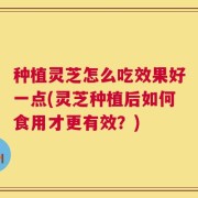 种植灵芝怎么吃效果好一点(灵芝种植后如何食用才更有效？)