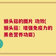 猴头菇的图片 功效(猴头菇：增强免疫力的黑色营养功臣)