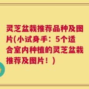 灵芝盆栽推荐品种及图片(小试身手：5个适合室内种植的灵芝盆栽推荐及图片！)