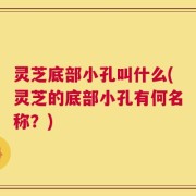 灵芝底部小孔叫什么(灵芝的底部小孔有何名称？)