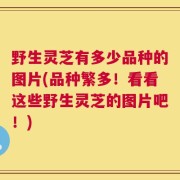 野生灵芝有多少品种的图片(品种繁多！看看这些野生灵芝的图片吧！)