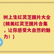 树上生红灵芝图片大全(精美红灵芝图片合集，让你感受大自然的魅力！)