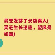 灵芝发芽了长势喜人(灵芝生长迅速，望风景如画)