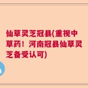 仙草灵芝冠县(重视中草药！河南冠县仙草灵芝备受认可)