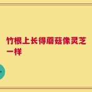 竹根上长得蘑菇像灵芝一样