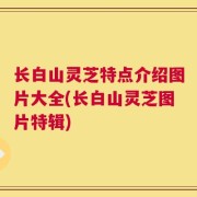 长白山灵芝特点介绍图片大全(长白山灵芝图片特辑)