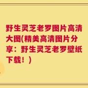 野生灵芝老罗图片高清大图(精美高清图片分享：野生灵芝老罗壁纸下载！)