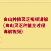 白山种植灵芝视频讲解(白山灵芝种植全过程详解视频)