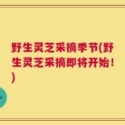 野生灵芝采摘季节(野生灵芝采摘即将开始！)