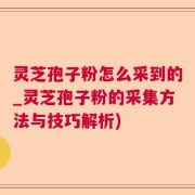 灵芝孢子粉怎么采到的_灵芝孢子粉的采集方法与技巧解析)