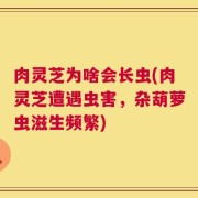 肉灵芝为啥会长虫(肉灵芝遭遇虫害，杂葫萝虫滋生频繁)