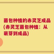 菌包种植的赤灵芝成品(赤灵芝菌包种植：从萌芽到成品)