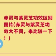 赤灵与紫灵芝功效区别图片(赤灵与紫灵芝功效大不同，来比较一下！)