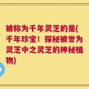 被称为千年灵芝的是(千年珍宝！探秘被誉为灵芝中之灵芝的神秘植物)